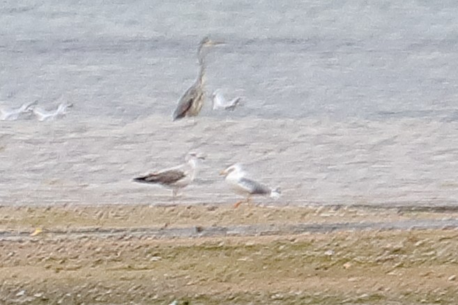Larus sp. - ML119893391