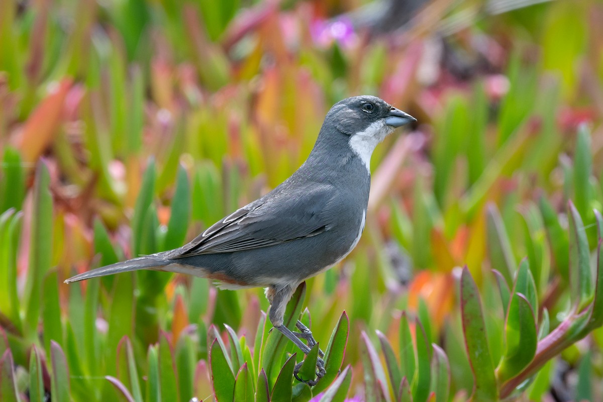 Diuca Finch - Mathurin Malby