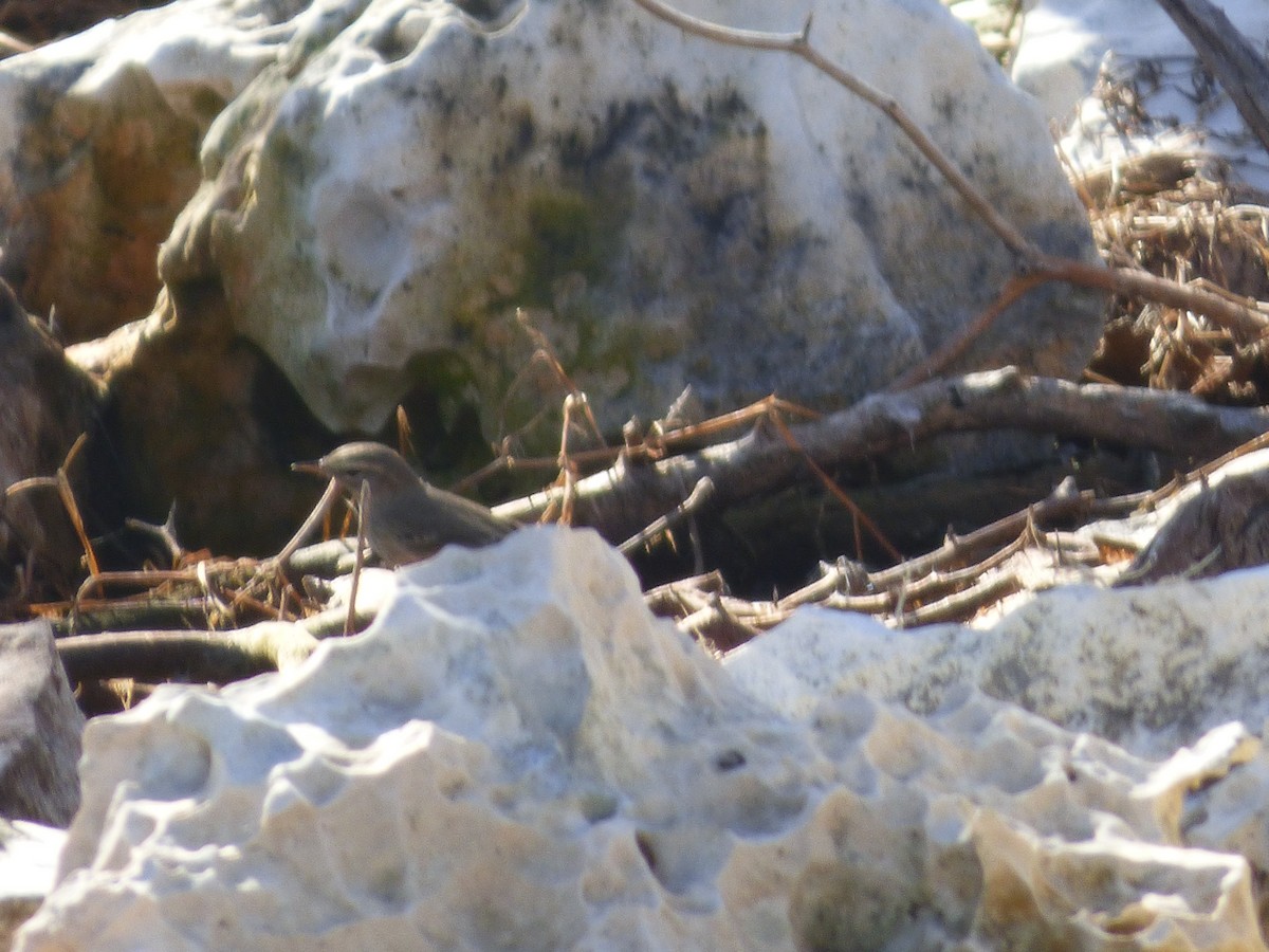 Northern Waterthrush - ML119893921