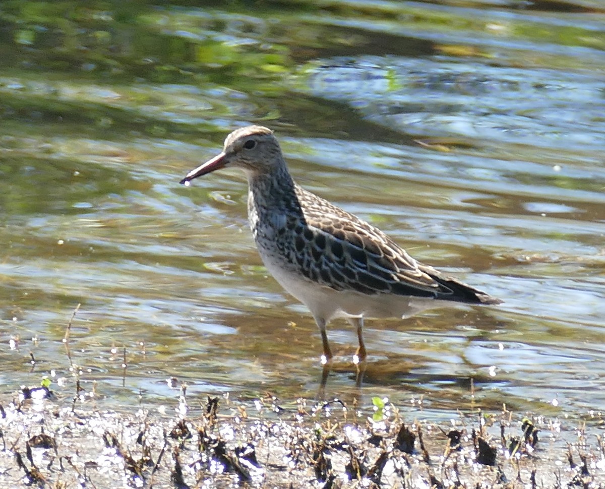 Pectoral Sandpiper - ML119894711