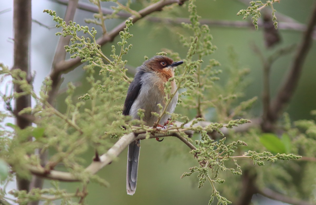 Chapin's Apalis - ML119895841