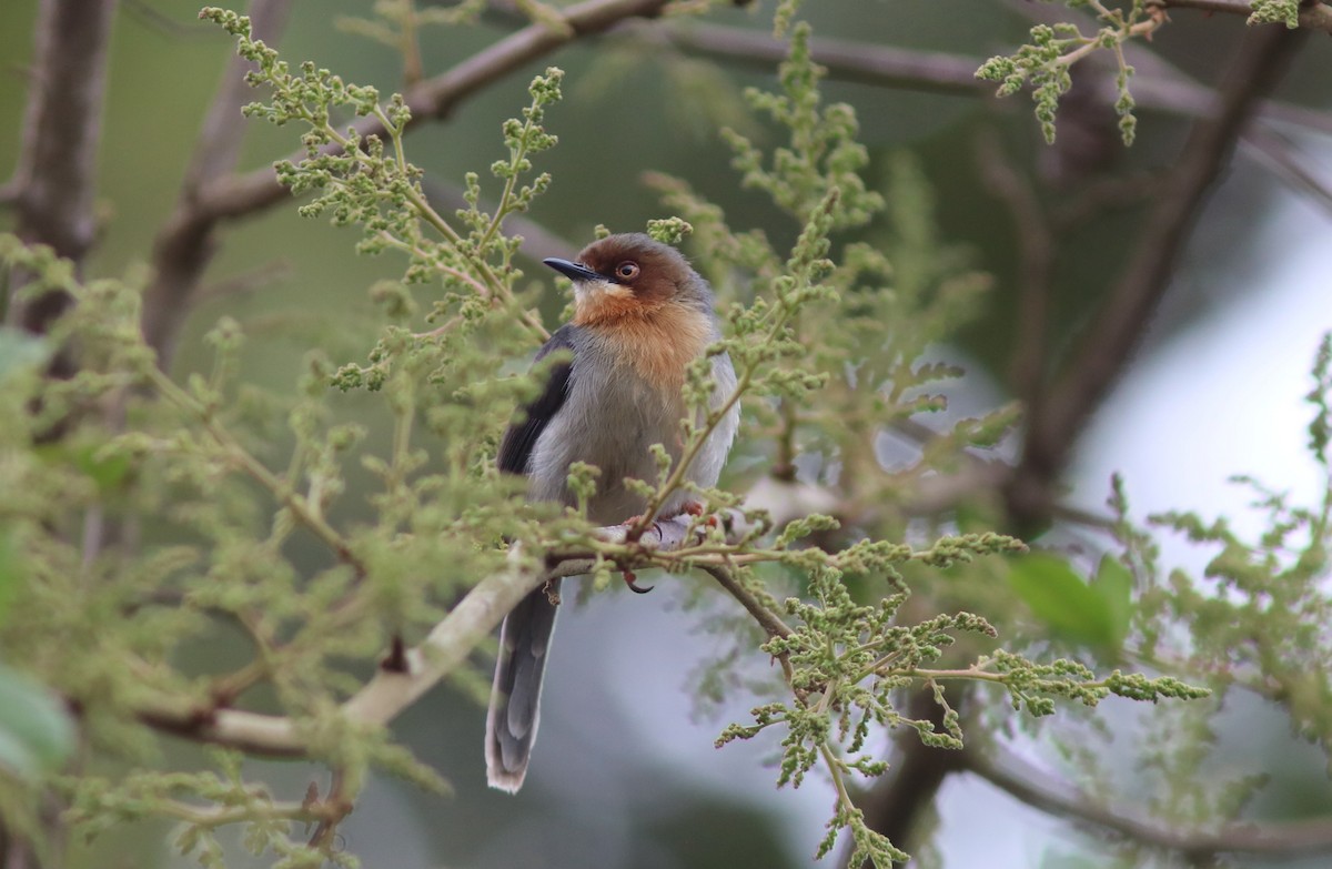 Chapin's Apalis - ML119896061