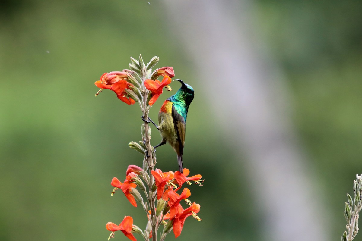 Moreau's Sunbird - ML119896601