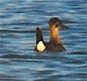 Ruddy Duck - ML119897611