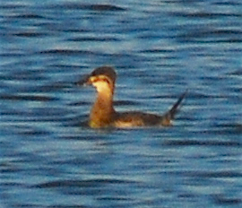 Ruddy Duck - ML119897621