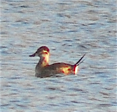 Ruddy Duck - ML119897651