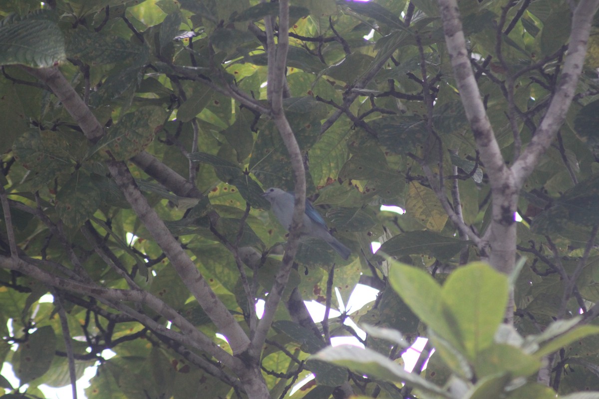 Blue-gray Tanager - ML119898031