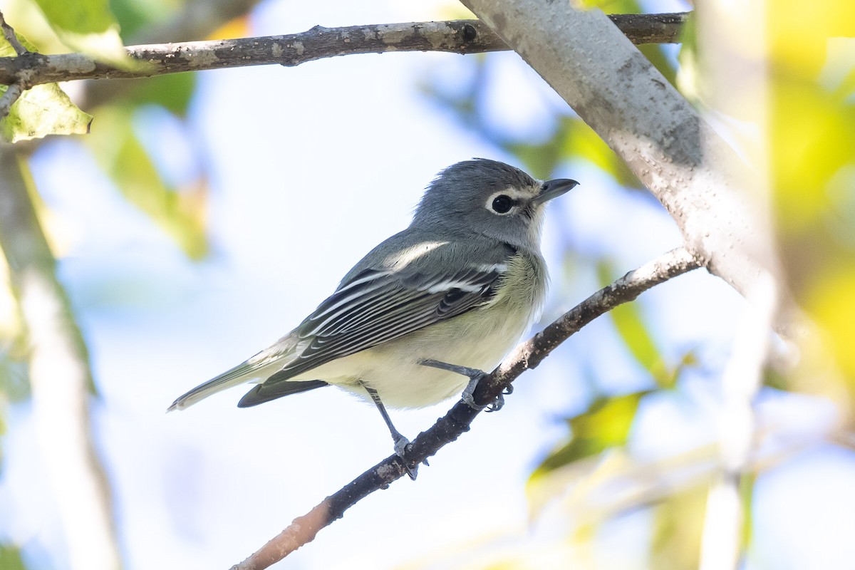 Vireo Plomizo - ML119898111