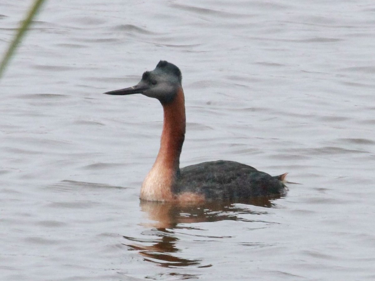 Great Grebe - ML119902501