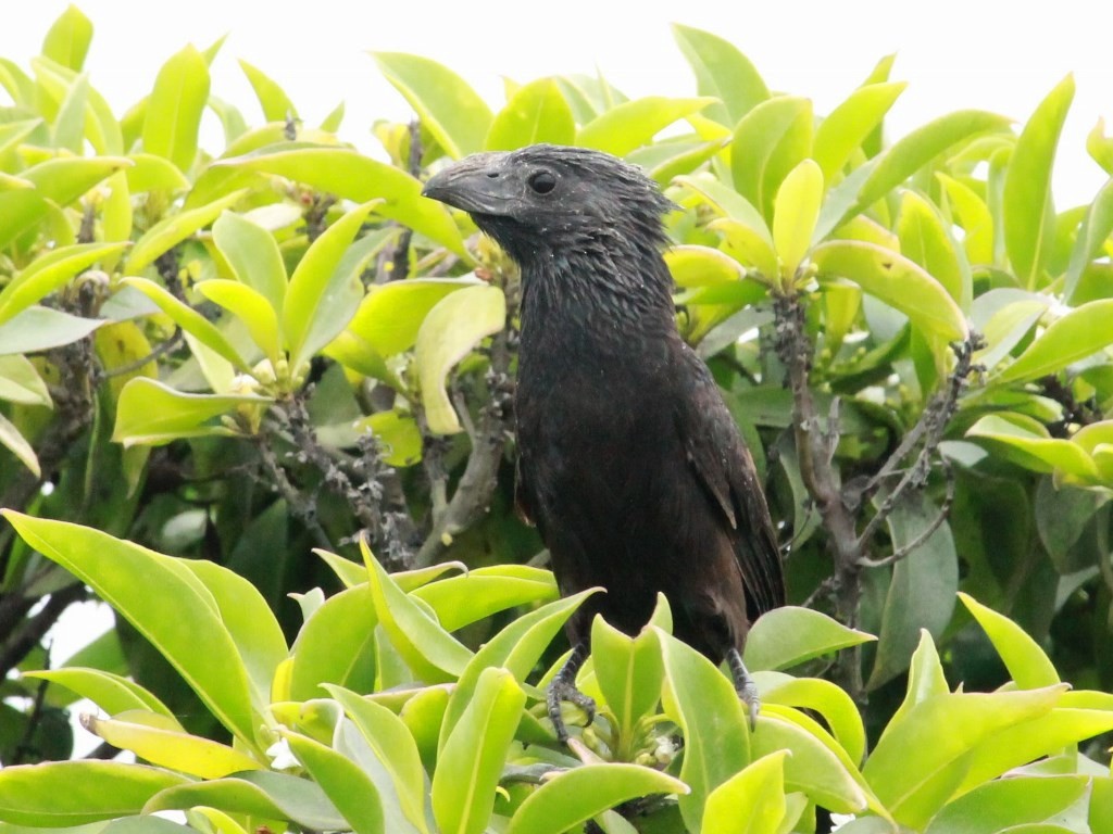 Groove-billed Ani - ML119902561