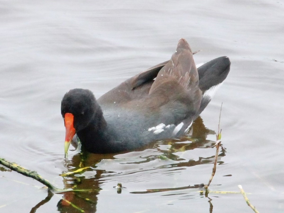 Common Gallinule - ML119902601