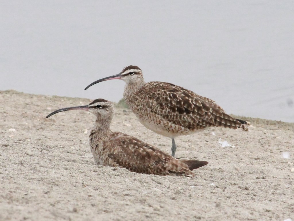 Regenbrachvogel - ML119902661