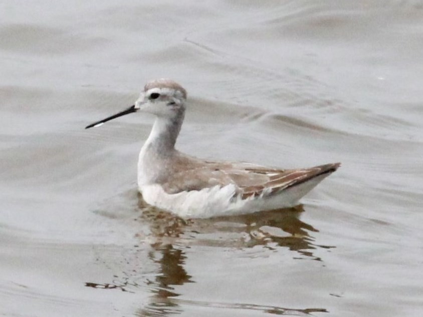 Wilson's Phalarope - ML119902801