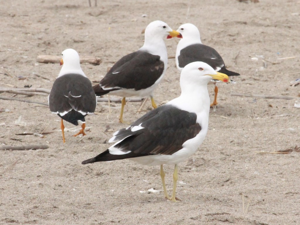 Gaviota Cocinera - ML119902891