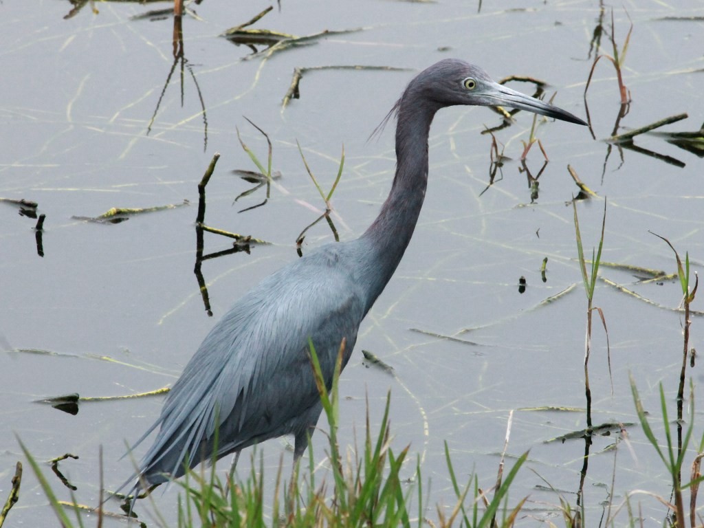 Little Blue Heron - ML119903021