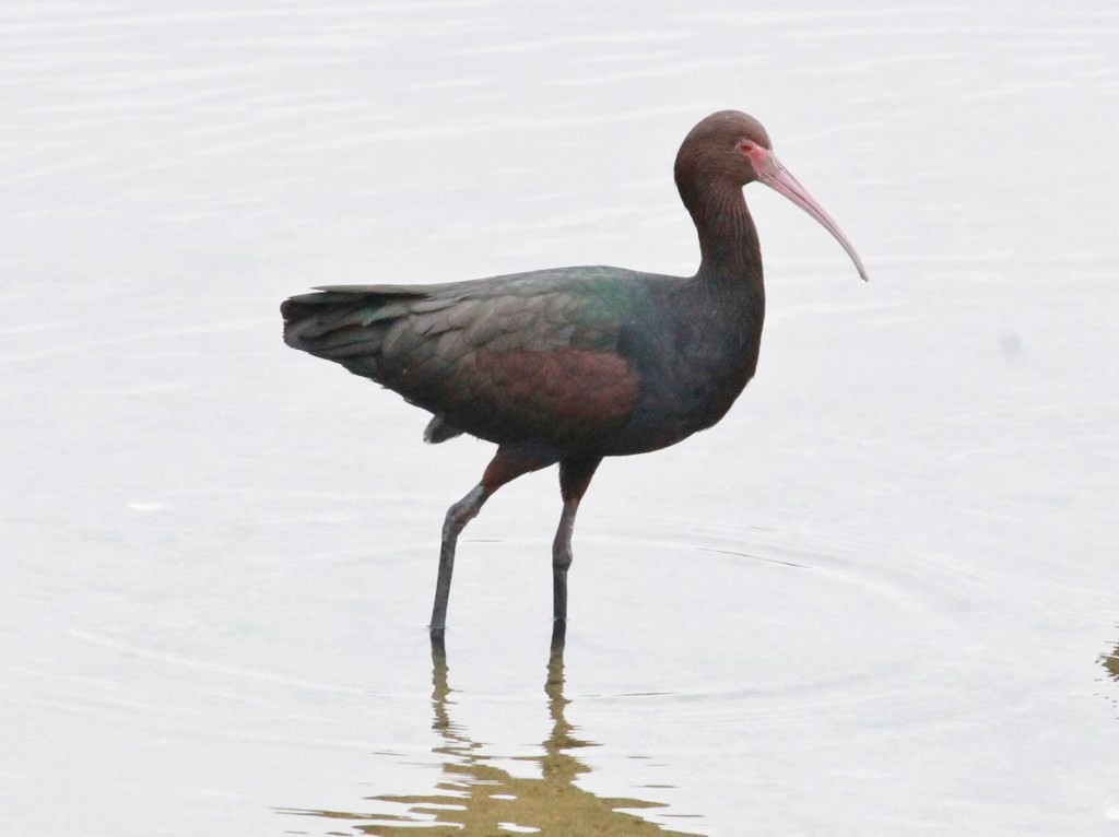 ibis andský - ML119903141