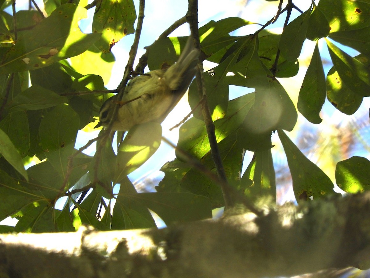 Golden-crowned Kinglet - ML119903311