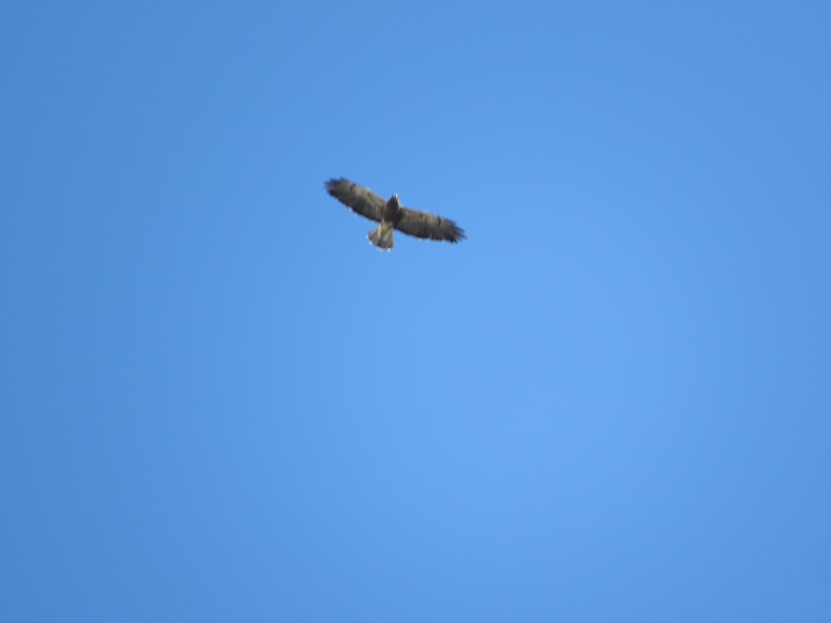 Swainson's Hawk - ML119904931