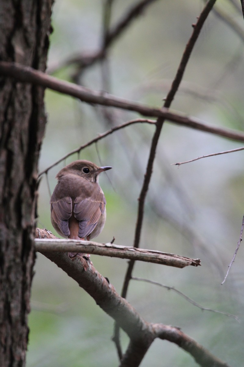 Hermit Thrush - ML119905761