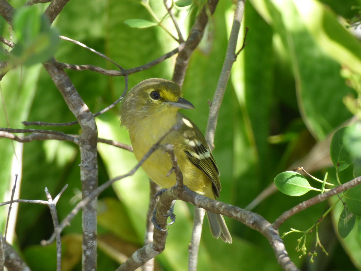 Vireo Piquigrueso - ML119905931