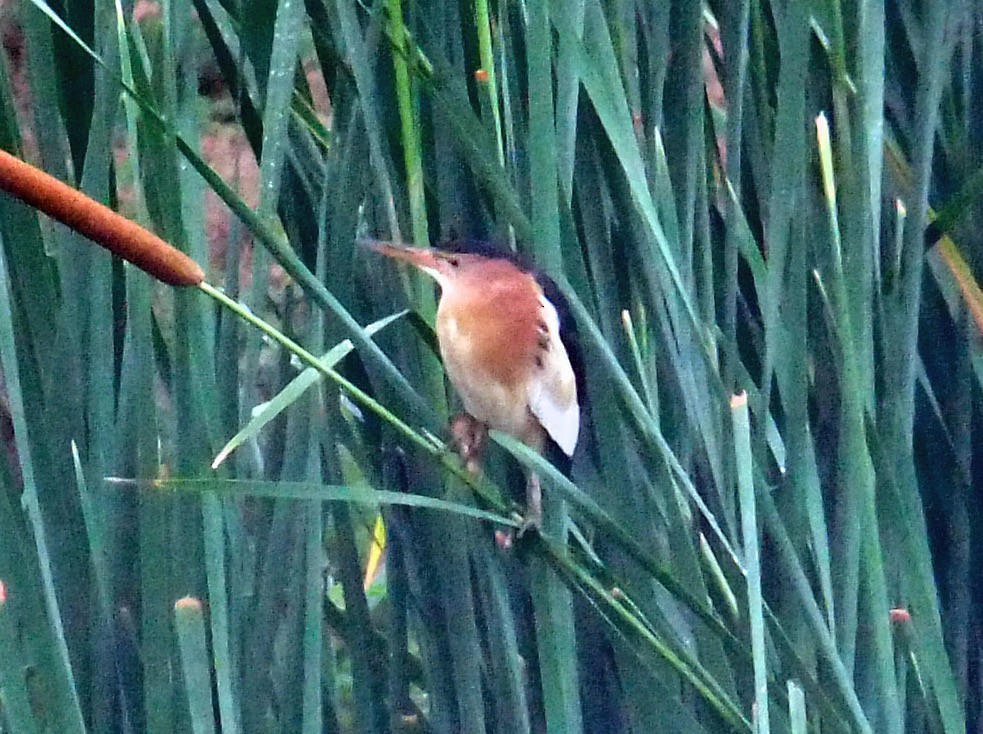 Little Bittern - ML119906171