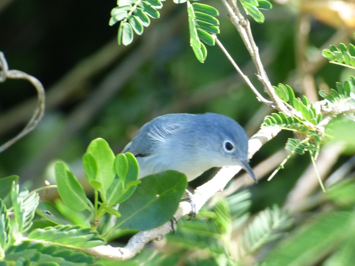 Blue-gray Gnatcatcher - Tarra Lindo