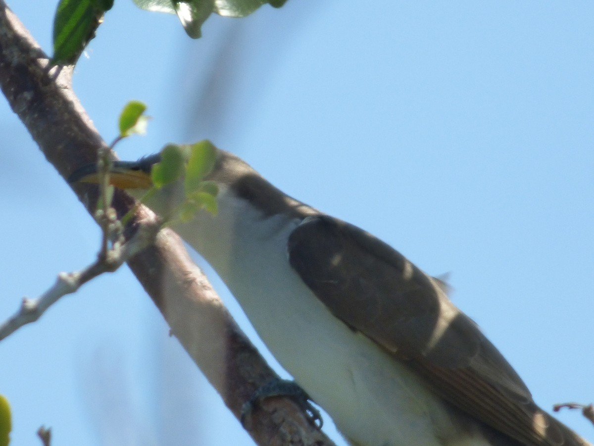 Yellow-billed Cuckoo - ML119907721