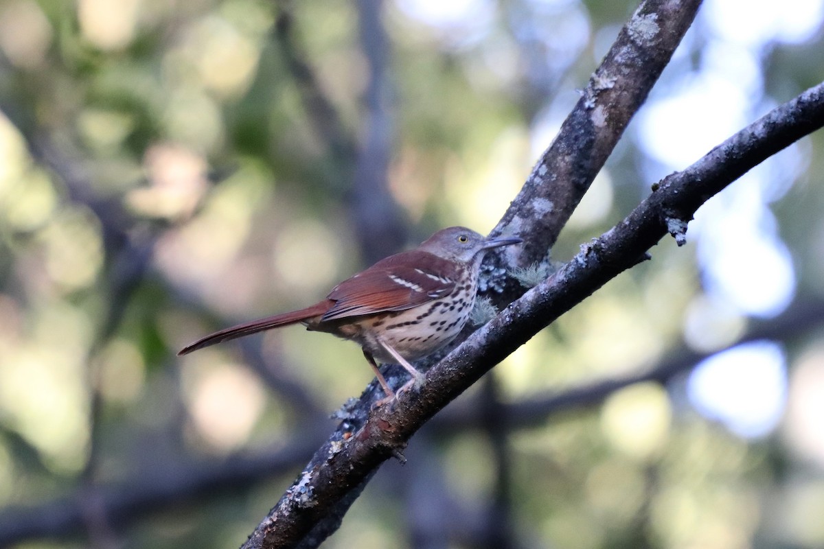 Brown Thrasher - ML119910891