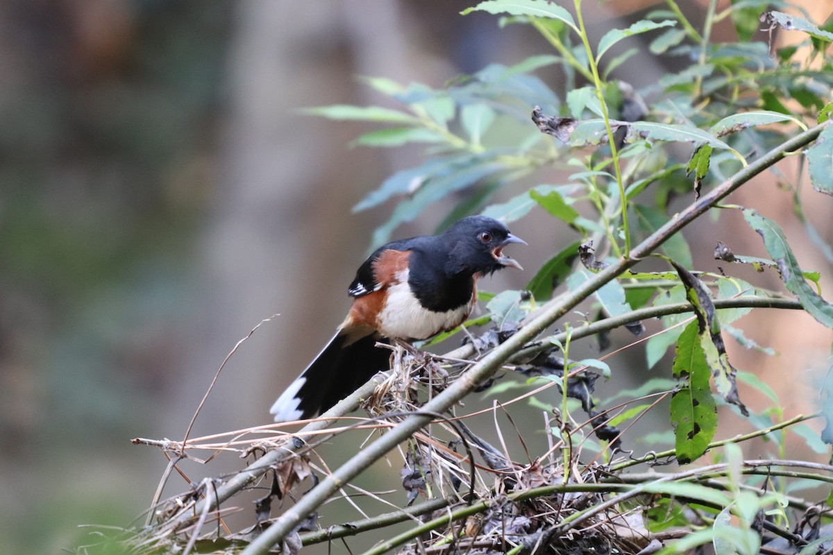 Eastern Towhee - ML119911031