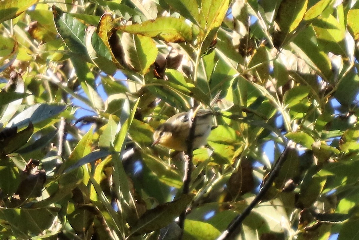 Blackburnian Warbler - ML119911211