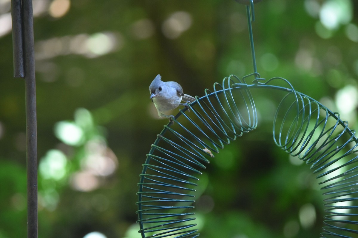 Tufted Titmouse - Lauren Wadas