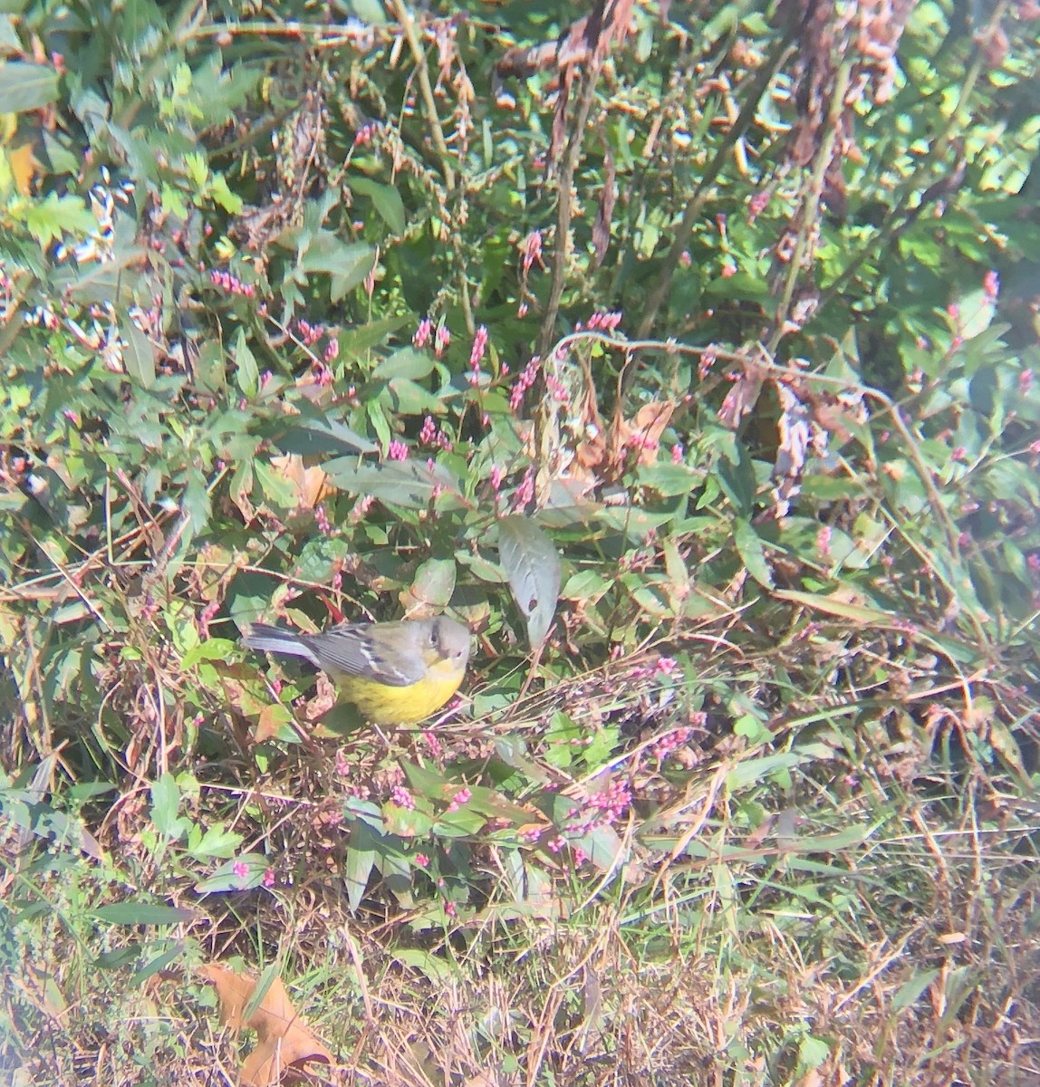 Magnolia Warbler - chel sea