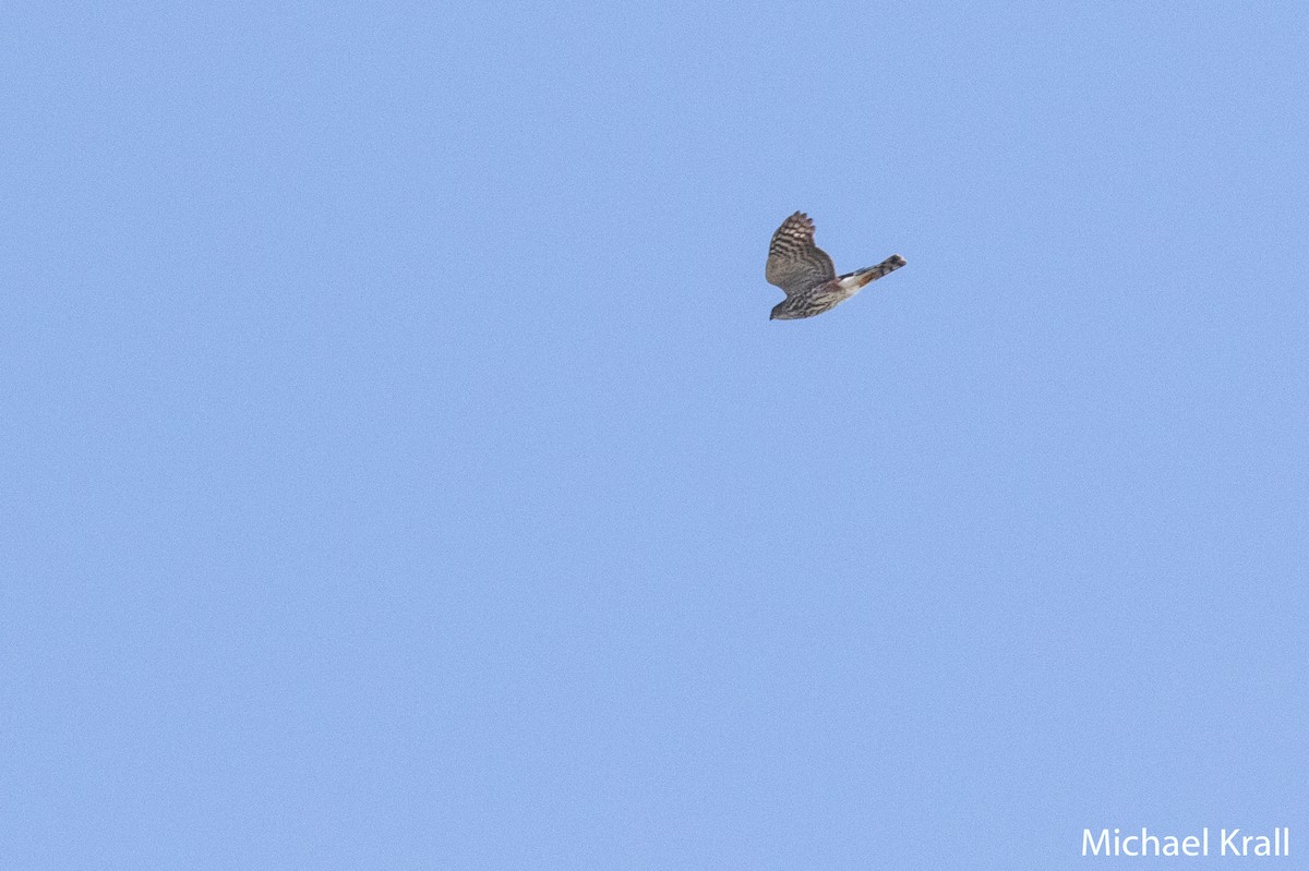 Sharp-shinned Hawk - ML119916241