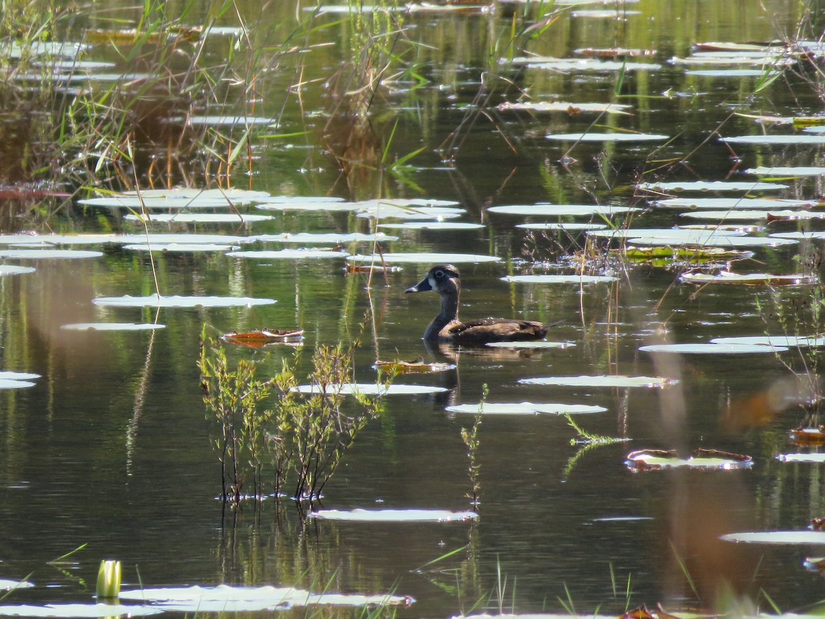 Ring-necked Duck - ML119919091