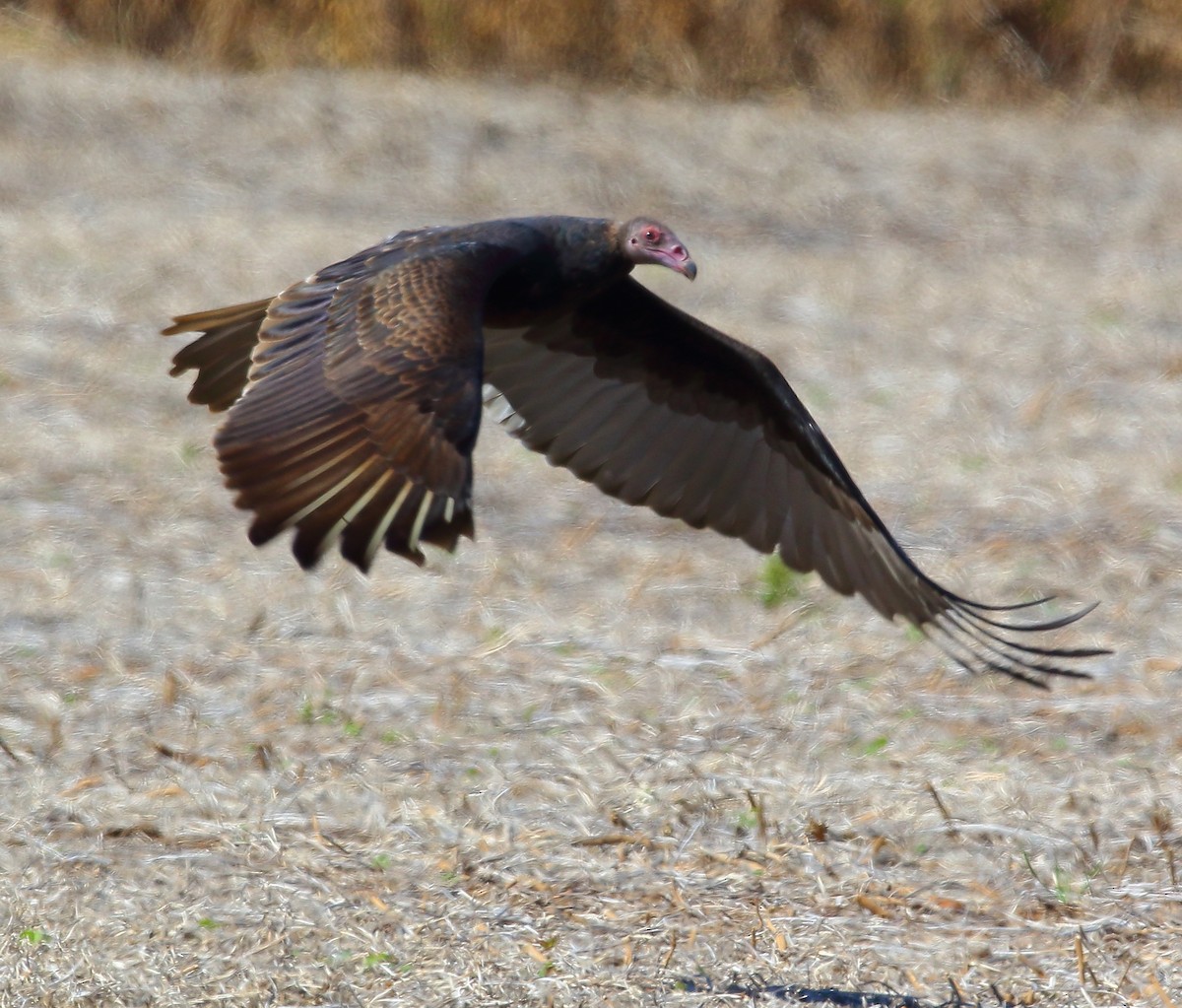 Turkey Vulture - ML119919971