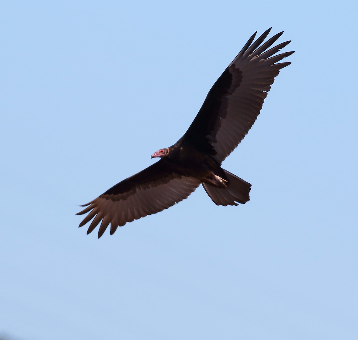 Turkey Vulture - ML119920011