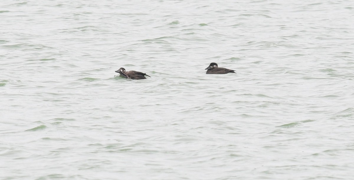 Surf Scoter - ML119920401