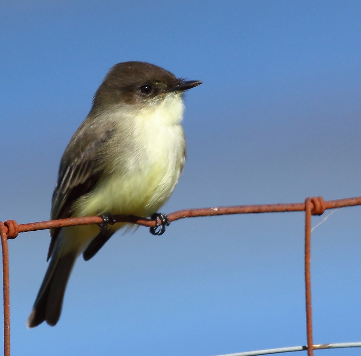 Eastern Phoebe - ML119920441