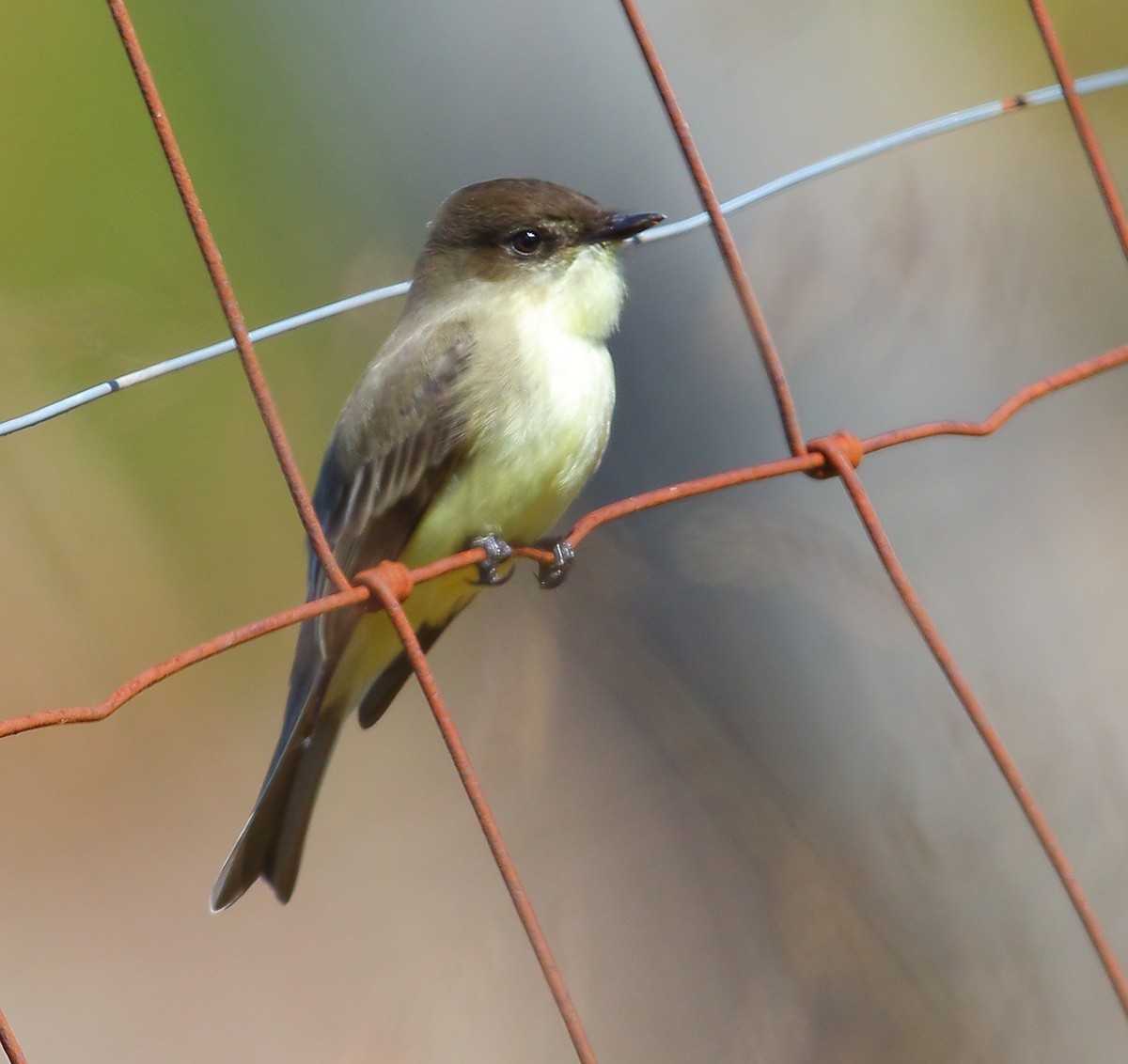 Eastern Phoebe - ML119920451