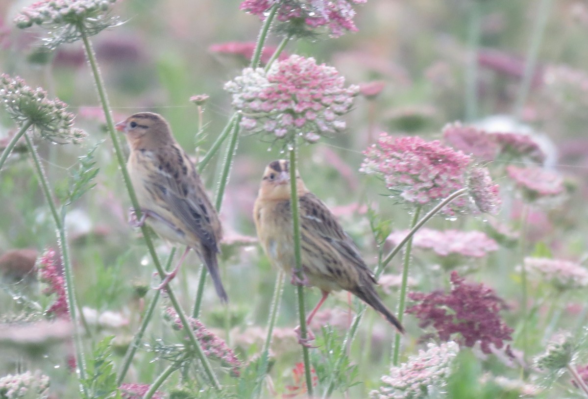 bobolink - ML119921251