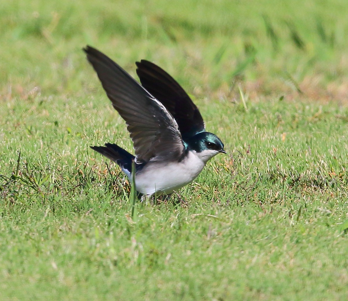 Golondrina Bicolor - ML119921431