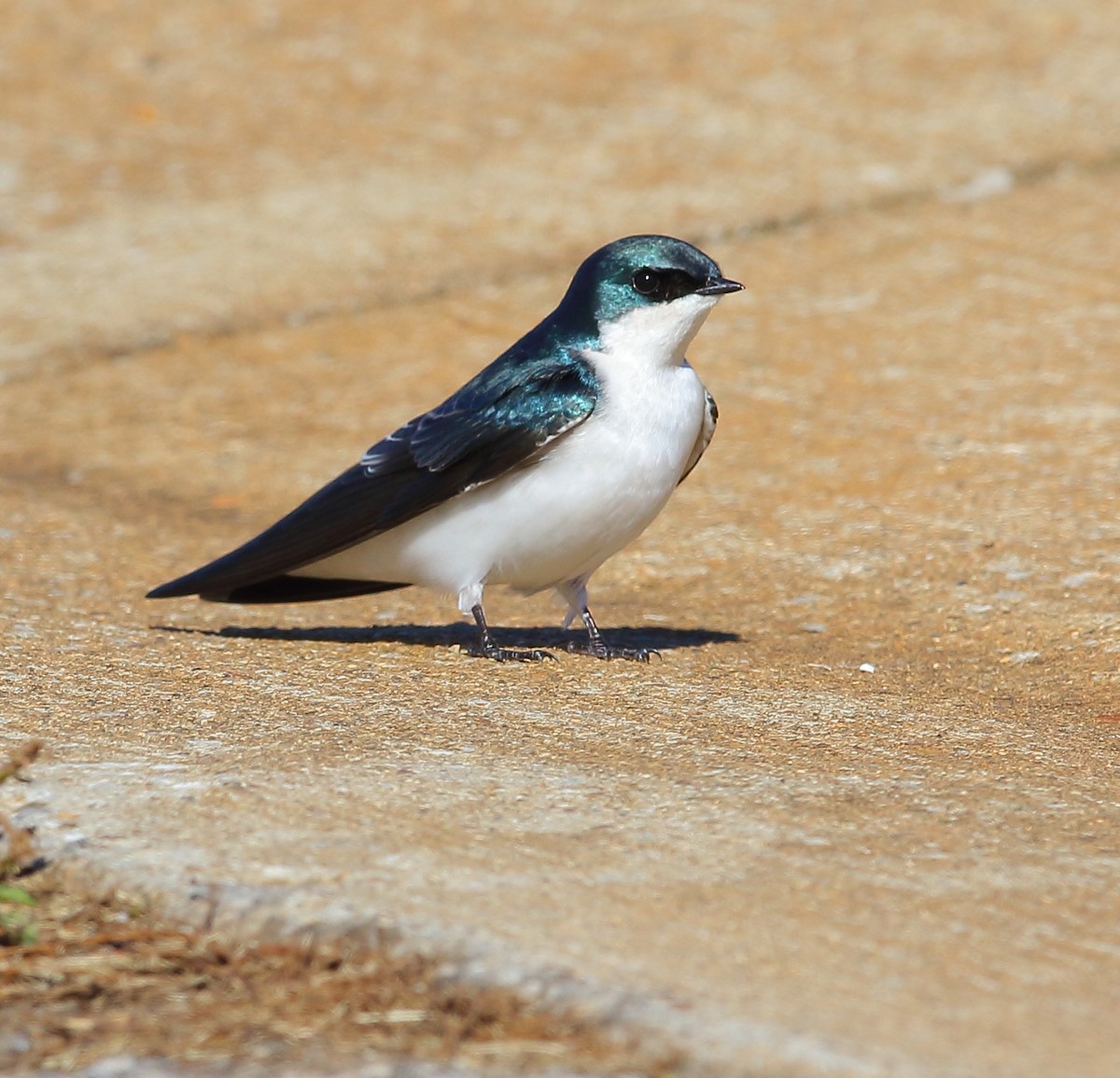 Tree Swallow - ML119921561