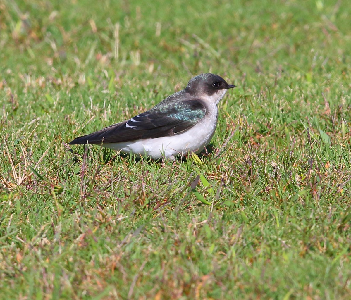 Golondrina Bicolor - ML119921661