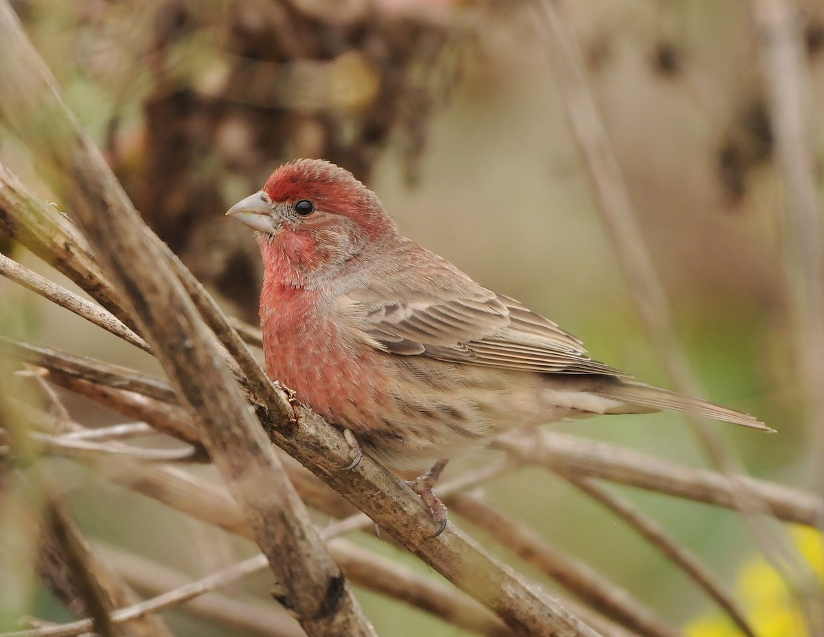 House Finch - ML119921901