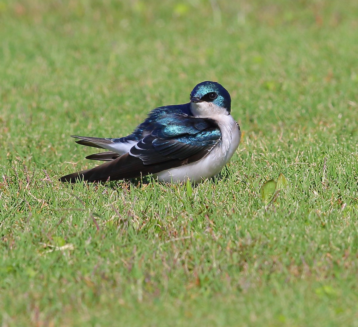 Tree Swallow - ML119921911