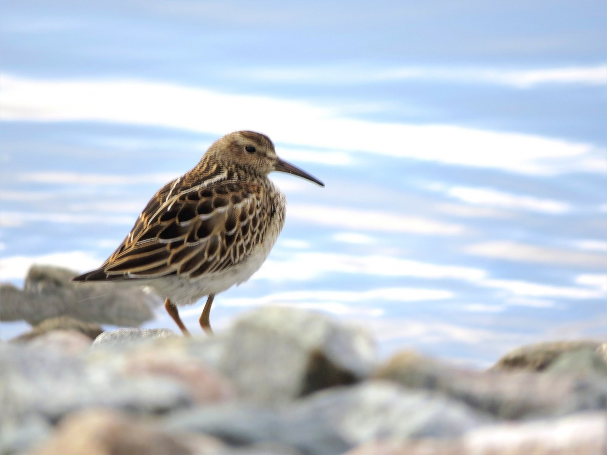 Pectoral Sandpiper - ML119922831