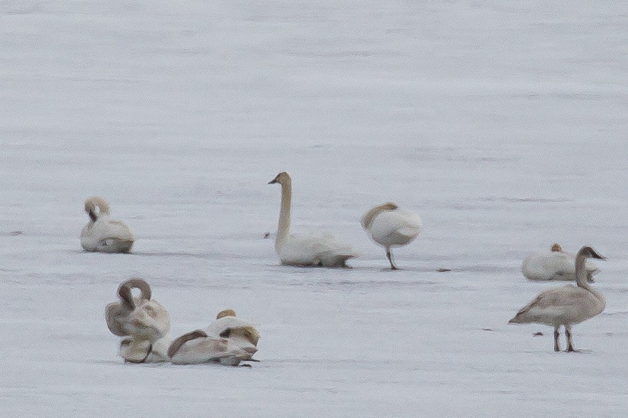 Cygne trompette - ML119923681