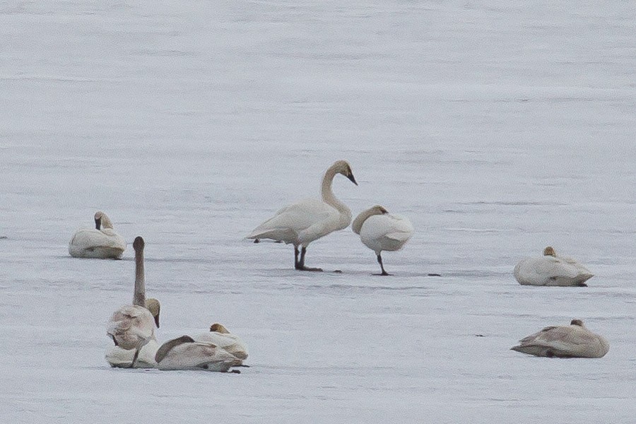 Cygne trompette - ML119923701