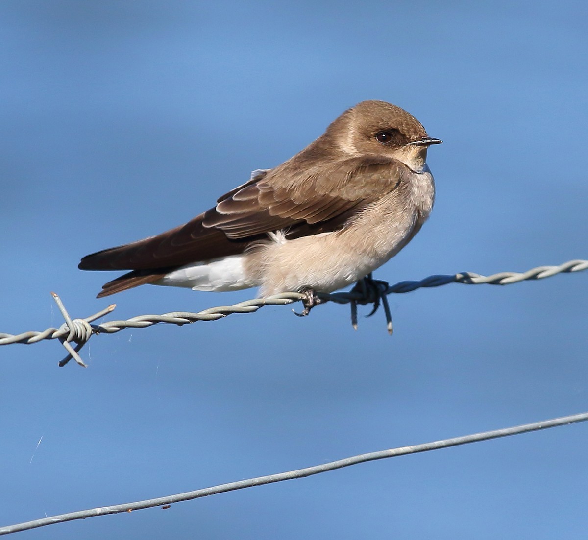 Golondrina Bicolor - ML119925061