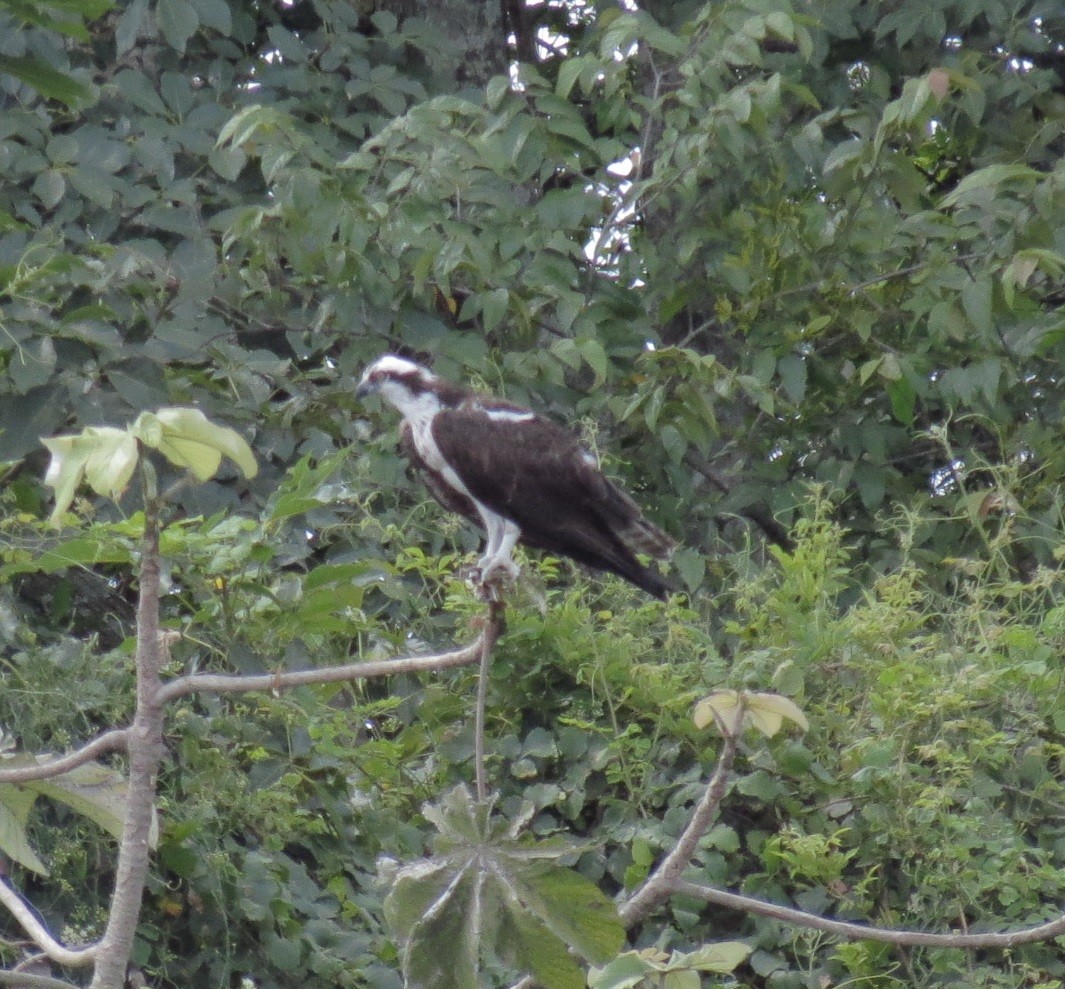 Osprey - ML119925651